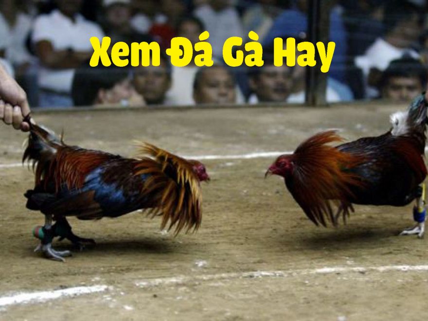 Kết quả và thông tin mới nhất về đá gà Thomo